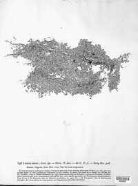 Lemna minor image